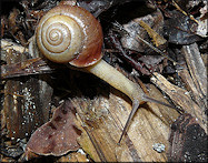 Bradybaena similaris (Frussac, 1821) Asian Tramp Snail