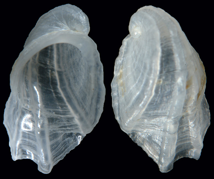 Cyclothyca pacei Petuch, 1987 