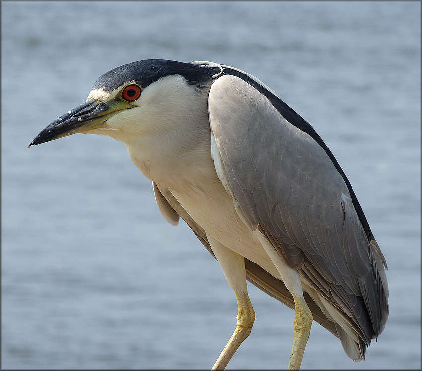 Nycticorax nycticorax Black-crowned Night-Heron