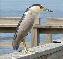 Nycticorax nycticorax Black-crowned Night-Heron