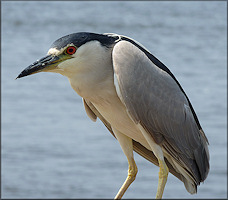 Nycticorax nycticorax Black-crowned Night-Heron