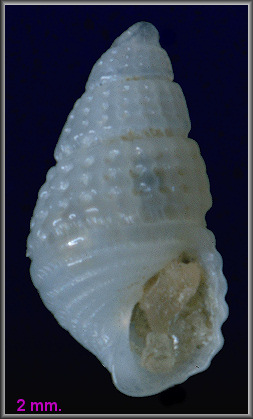 Chrysallida nioba (Dall and Bartsch, 1911) Niobe Odostome