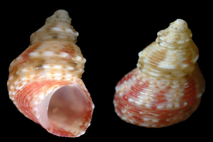 Eulithidium bellum (M. Smith, 1937) Shouldered Pheasant