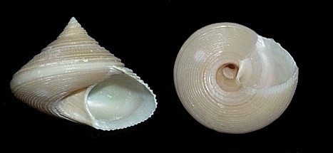 Calliostoma benedicti Dall, 1889