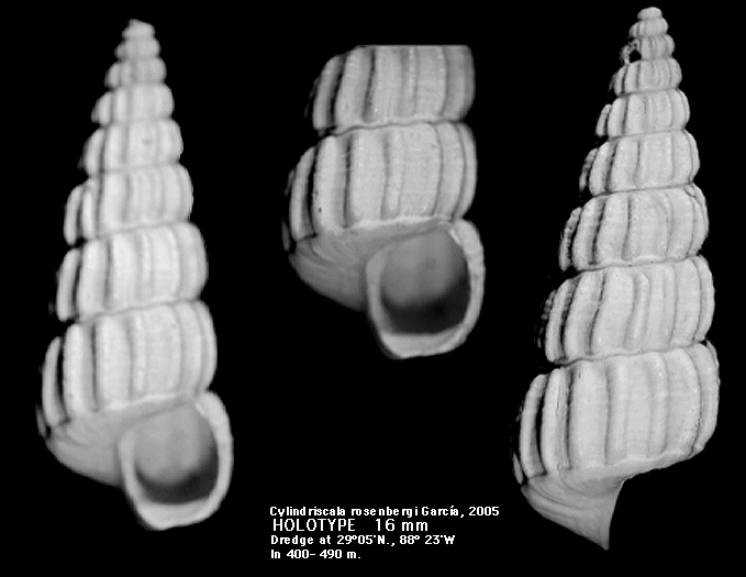 Cylindriscala rosenbergi Garca, 2005 (holotype)