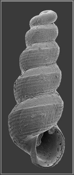 Murchisonella spectrum (Mrch, 1875)