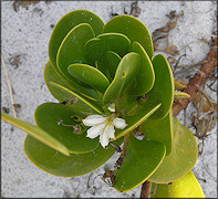 Scaevola plumieri "Inkberry"