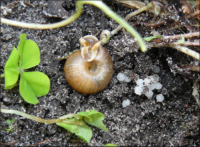 Daedalochila auriculata Eggs And Apparent Parent