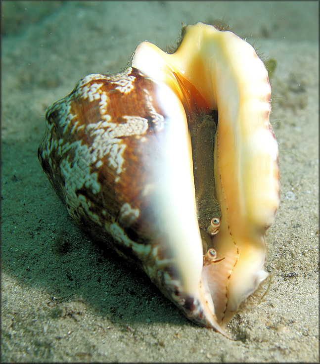 Lobatus raninus (Gmelin, 1791) Hawkwing Conch Living Animal