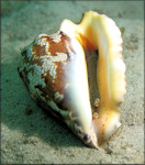 Lobatus raninus (Gmelin, 1791) Hawkwing Conch Living Animal