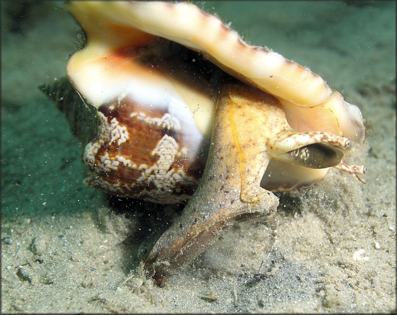 Lobatus raninus (Gmelin, 1791) Hawkwing Conch Living Animal