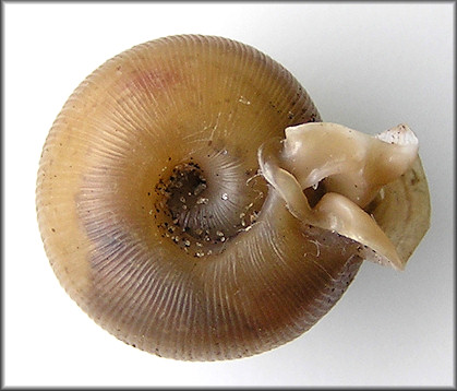 Daedalochila sp. aff. bicornuta (Pilsbry, 1900) Two-horn Liptooth Variant A - Marion County