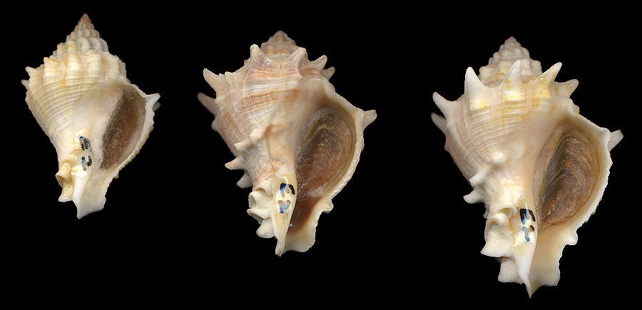 Melongena bispinosa (Philippi, 1844)