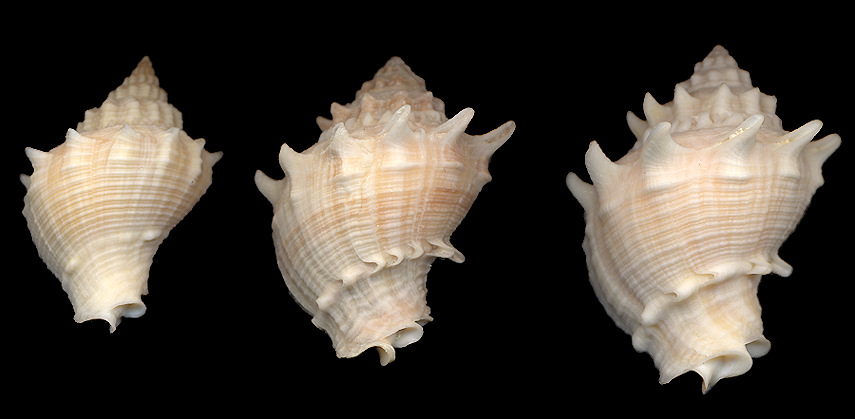 Melongena bispinosa (Philippi, 1844)