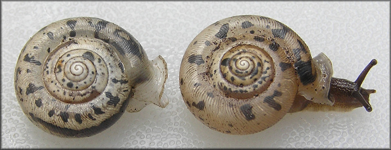 Daedalochila bicornuta (Pilsbry, 1900) Two-horn Liptooth 