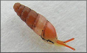 Huttonella bicolor (Hutton, 1834) Two-tone Gullela