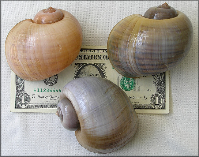 Big Pomacea maculata from the paper mill pond