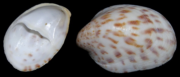 Crepidula maculosa Conrad, 1846 Spotted Slippersnail 