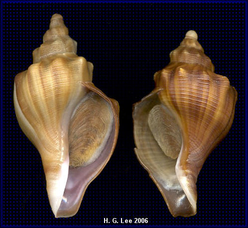 Sinistral Neptunea cumingii Crosse, 1862