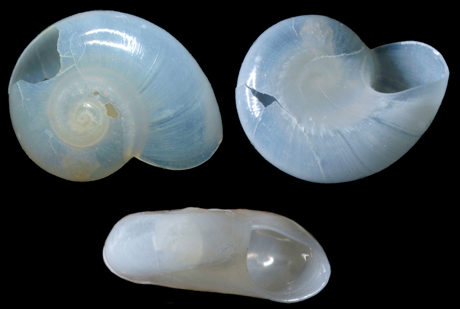 Teinostoma virginicum L. Campbell, 1993