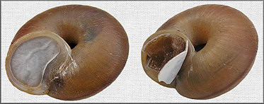 Bradybaena similaris (Férussac, 1821) With Epiphragm