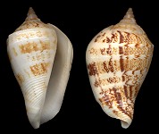 Margistrombus marginatus (Linnaeus, 1758)