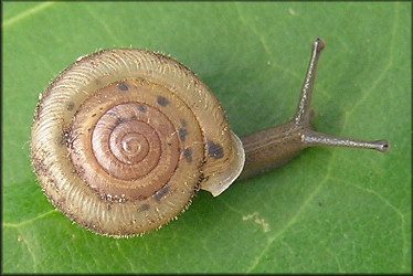 Daedalochila hausmani from western Taylor County