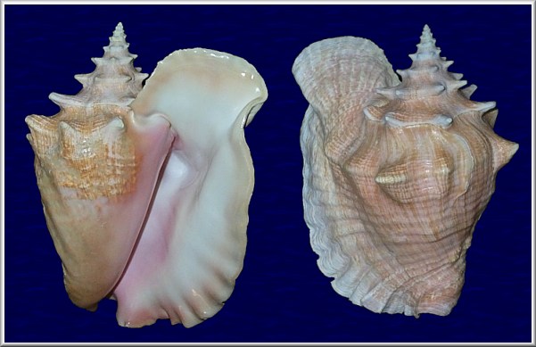 Lobatus gigas (Linnaeus, 1758) Queen Conch