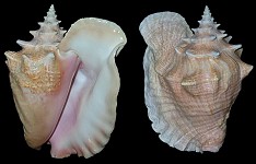 Lobatus gigas (Linnaeus, 1758) Queen Conch