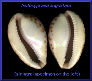 Notocypraea angustata (Gmelin, 1791)