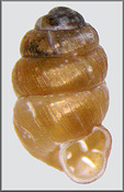 Vertigo gouldii (A. Binney, 1843) Variable Vertigo