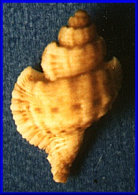 Sassia epitrema