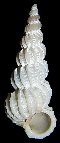 Boreoscala blainei (Clench and Turner, 1953)