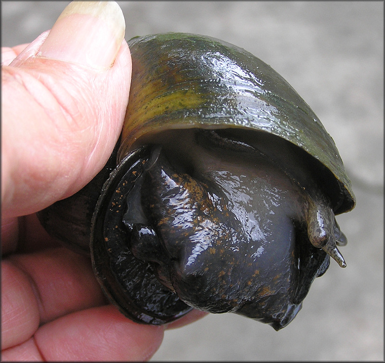 Pomacea canaliculata (Lamarck, 1822) From Southwest Duval County