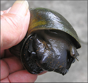 Pomacea canaliculata (Lamarck, 1822) From Southwest Duval County