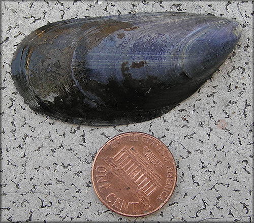 Mytilus edulis Linnaeus, 1758 Blue Mussel