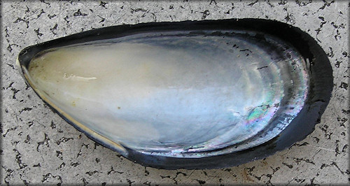 Mytilus edulis Linnaeus, 1758 Blue Mussel