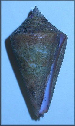 Conus stimpsoni Dall, 1902