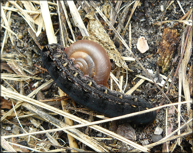 Empty Daedalochila auriculata (Say, 1818) shell from the northwest bridge approach