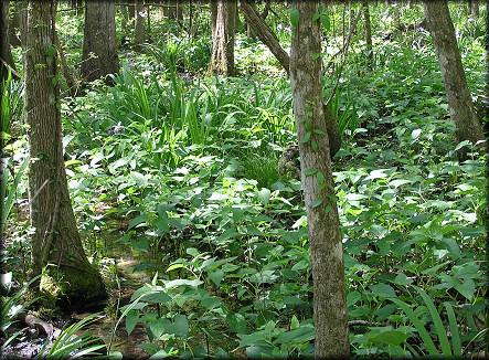 Site where the Pomacea were found