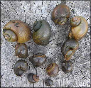 Three species from the "bog" - Pomacea canaliculata, P. paludosa and Viviparus georgianus