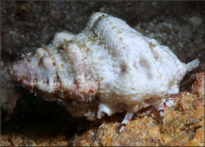 Lampasopsis thomae (d'Orbigny, 1847) St. Thomas Frogsnail