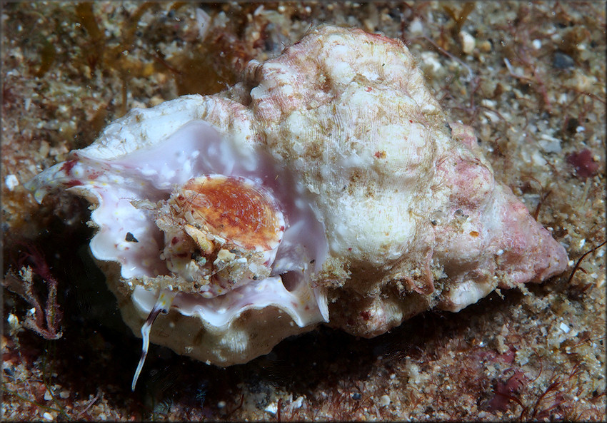 Lampasopsis thomae (d'Orbigny, 1847) St. Thomas Frogsnail