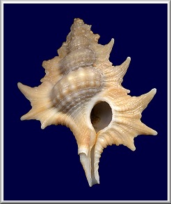 Gyrineum aculeatum (Schepman, 1909)