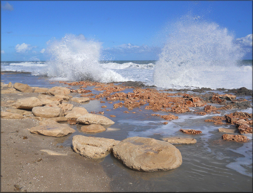 Blowing Rocks Nature Conservancy Area (11/17/2012)