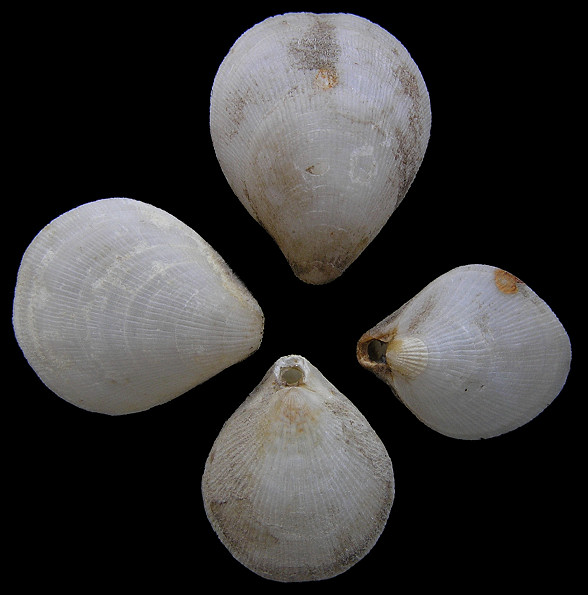 Terebratulina septentrionalis (Couthouy, 1838) Northern Lamp Shell