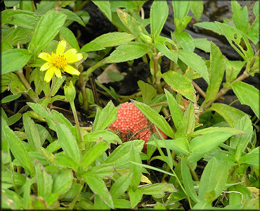 Pomacea maculasta egg clutch on the shoreline