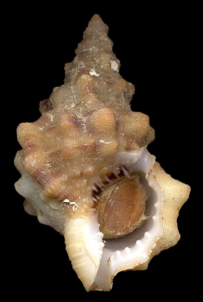 Tritonoranella ranelloides (Reeve, 1844) Fine-scuplted Frogsnail