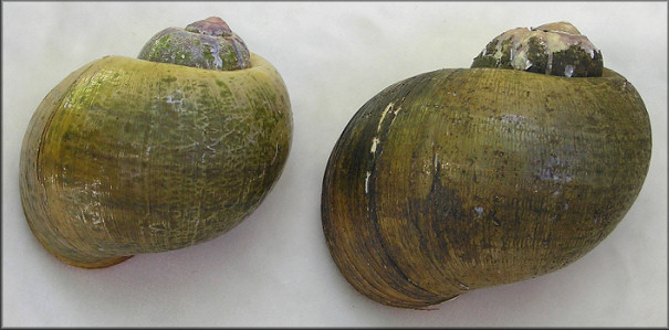 Two Pomacea maculata collected at Lake Brantley