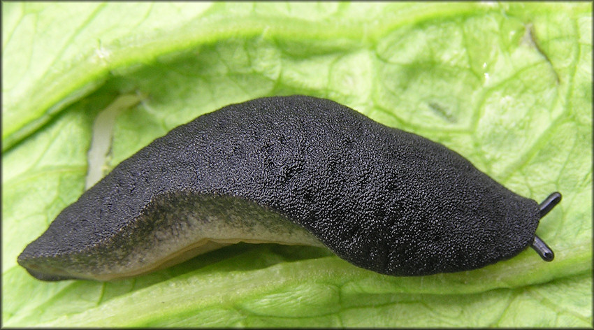 Belocaulus angustipes (Heynemann, 1885) Black-velvet Leatherleaf